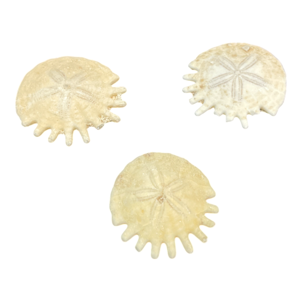 Heliophora orbicularis