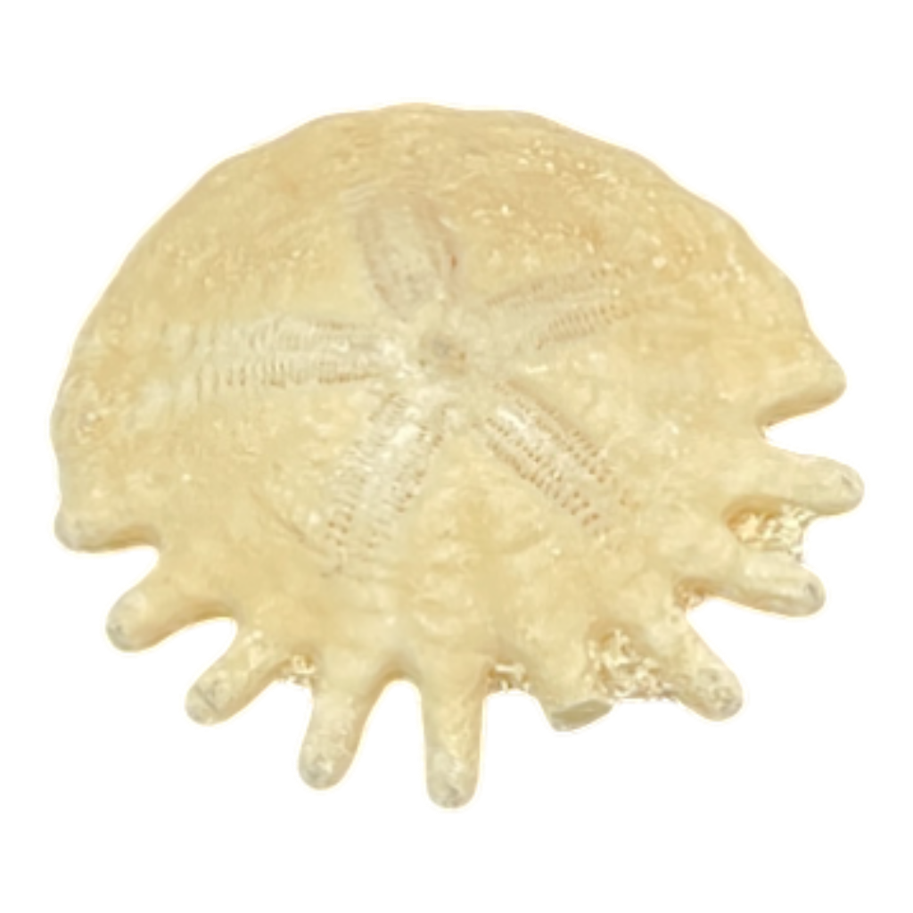 Heliophora orbicularis