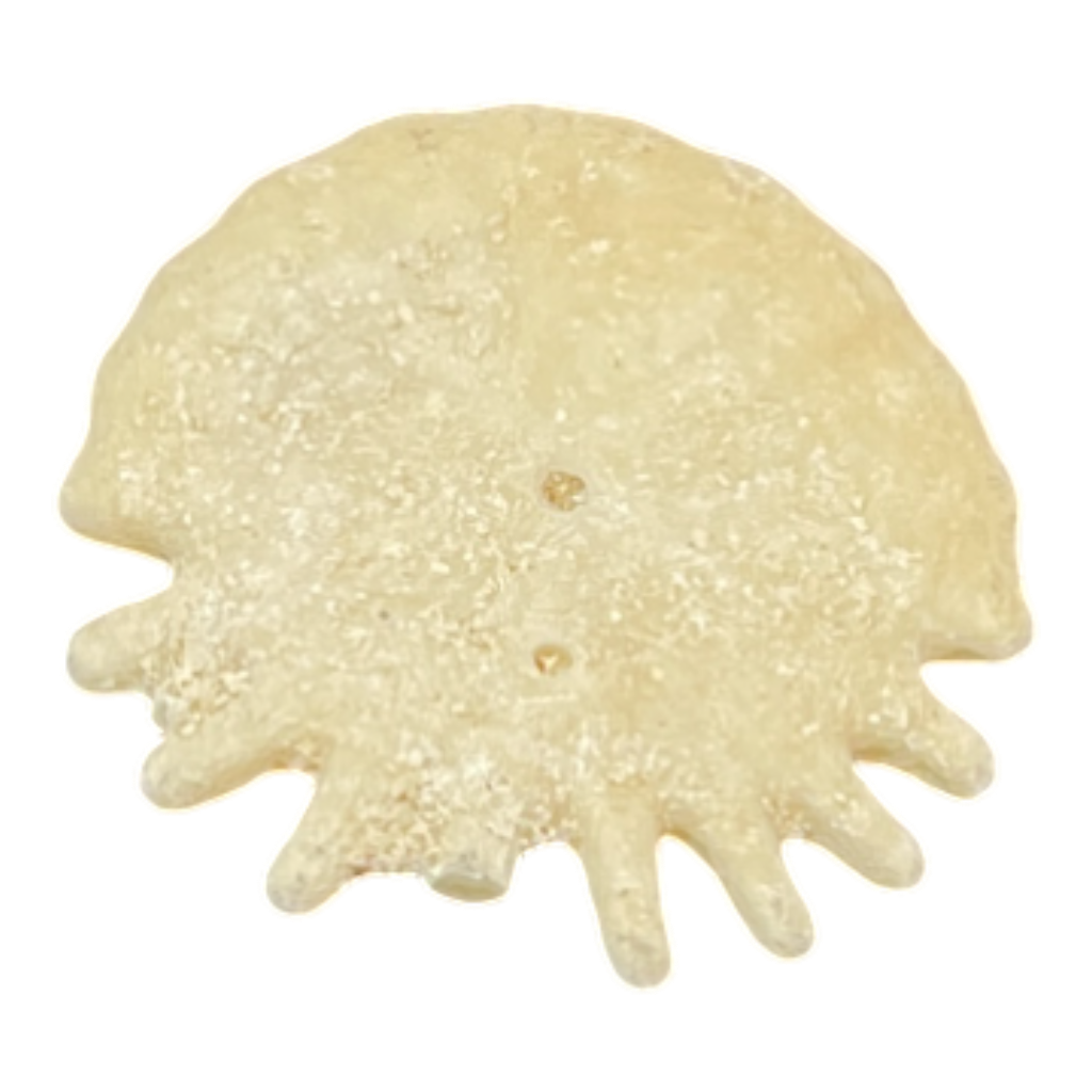 Heliophora orbicularis