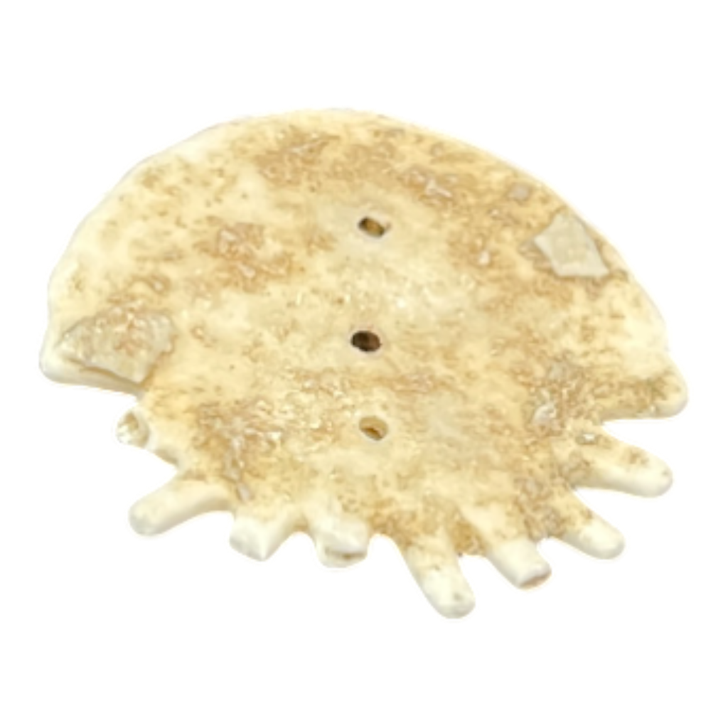 Heliophora orbicularis