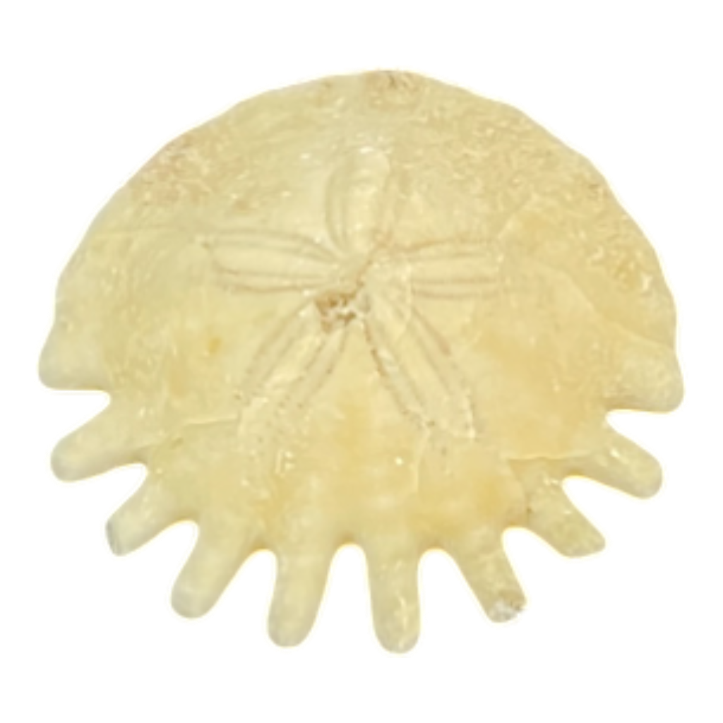 Heliophora orbicularis