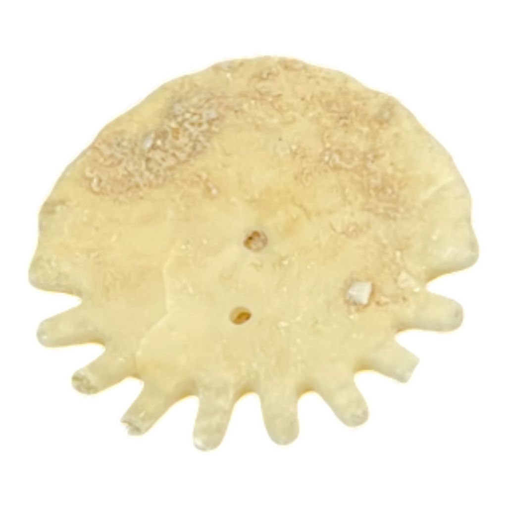 Heliophora orbicularis