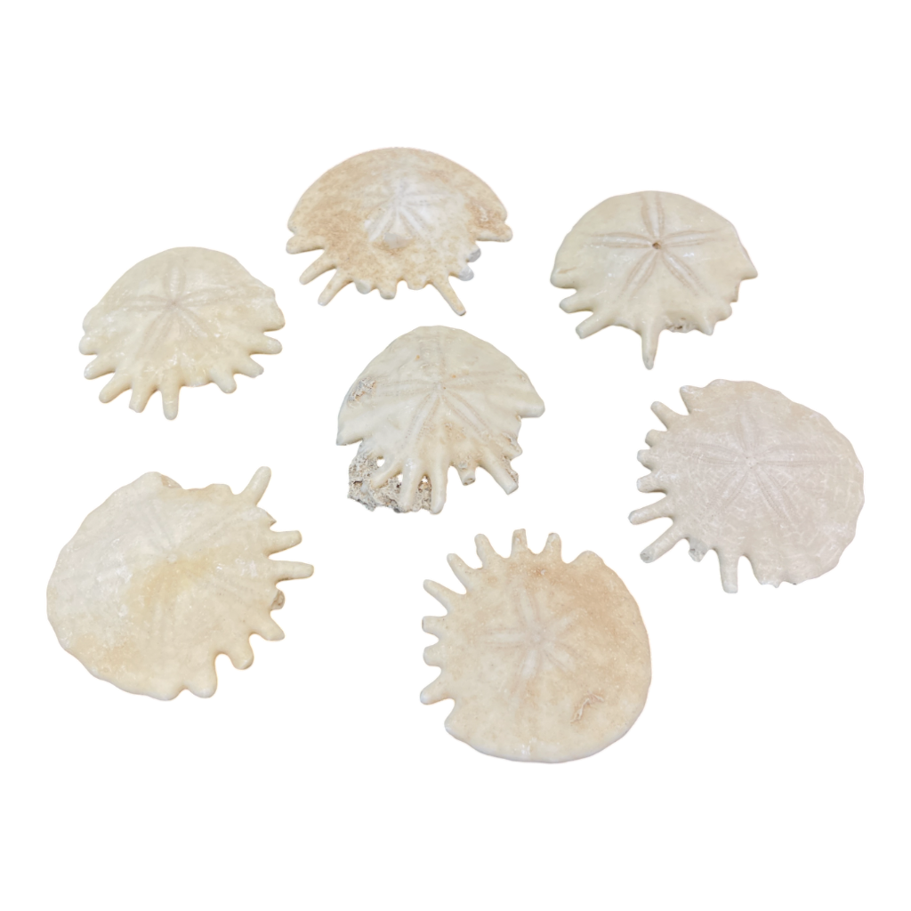 Heliophora orbicularis