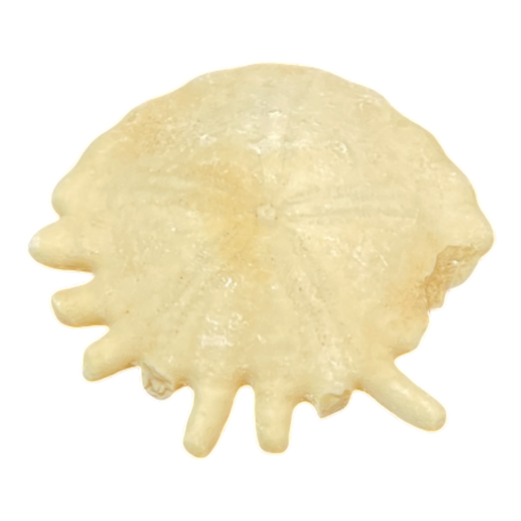 Heliophora orbicularis