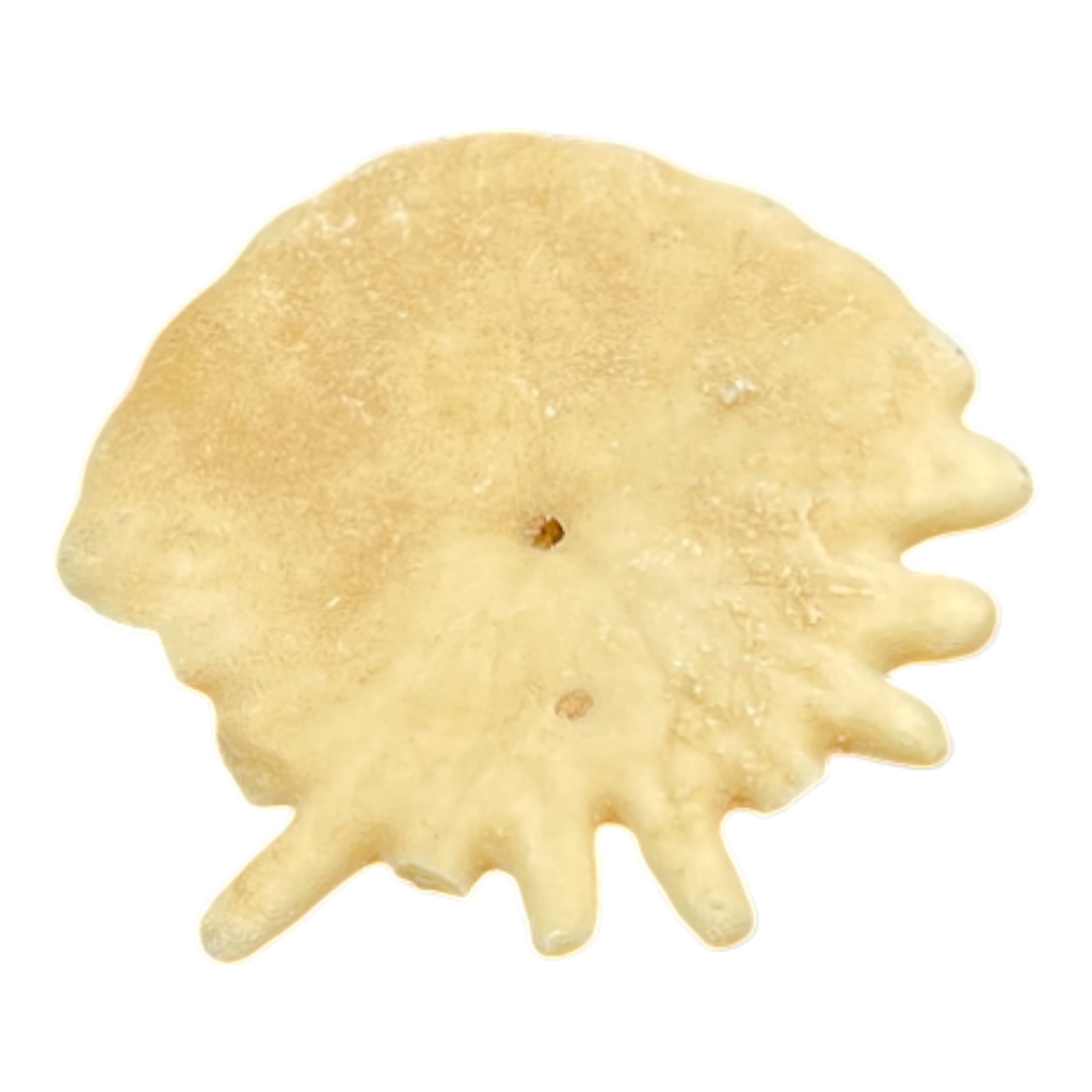 Heliophora orbicularis
