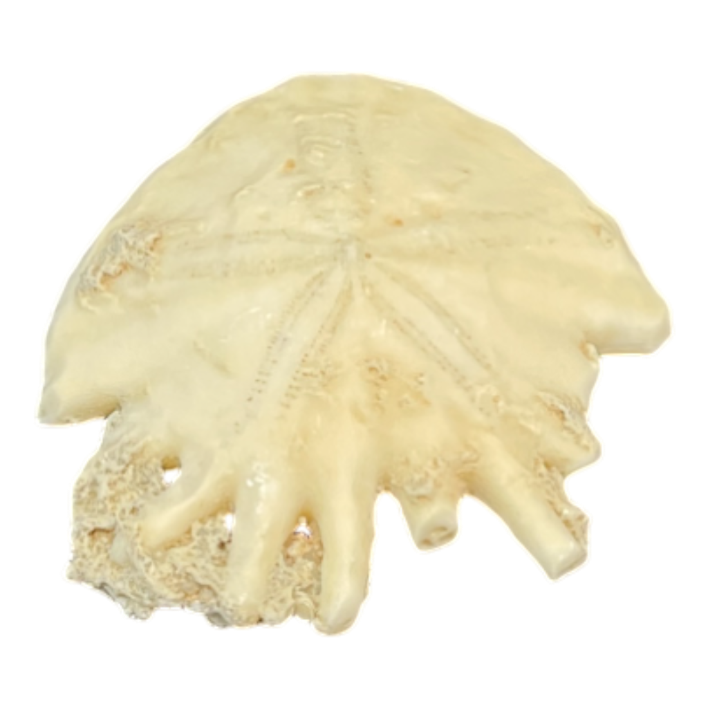 Heliophora orbicularis