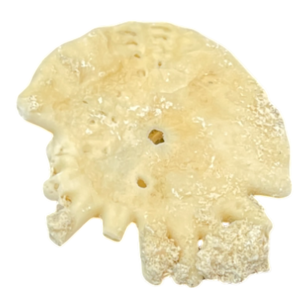 Heliophora orbicularis