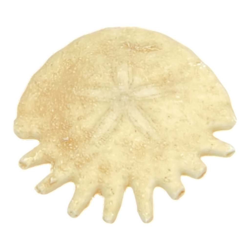 Heliophora orbicularis