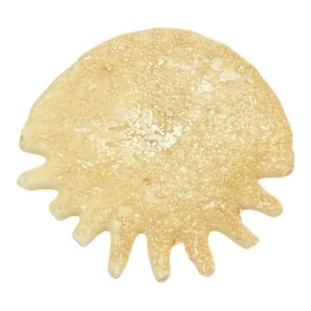 Heliophora orbicularis