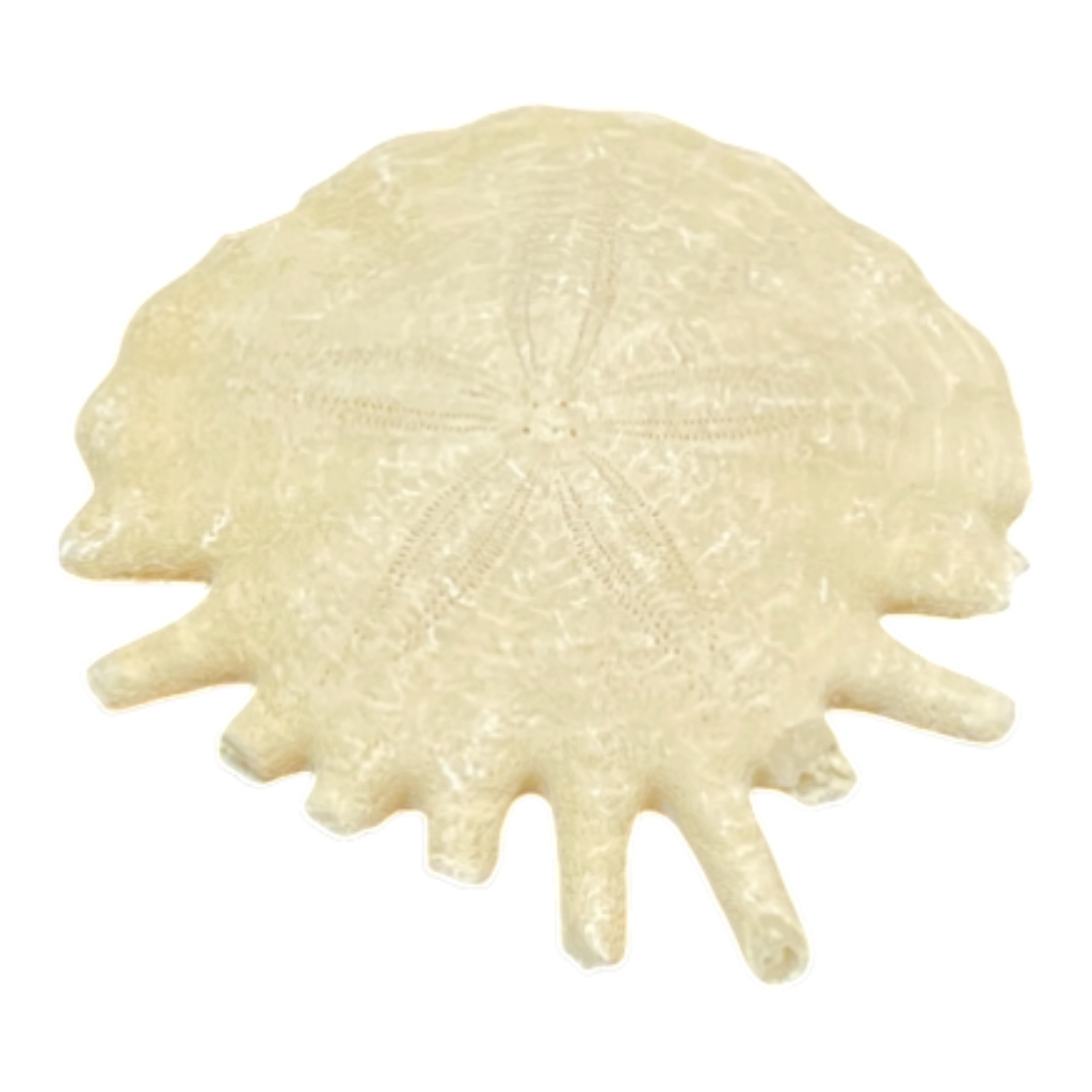 Heliophora orbicularis