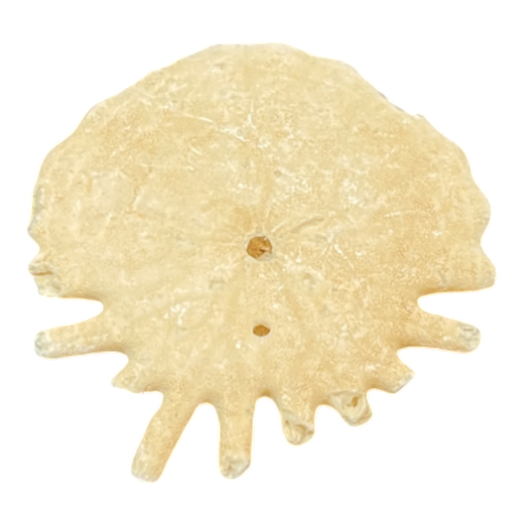 Heliophora orbicularis