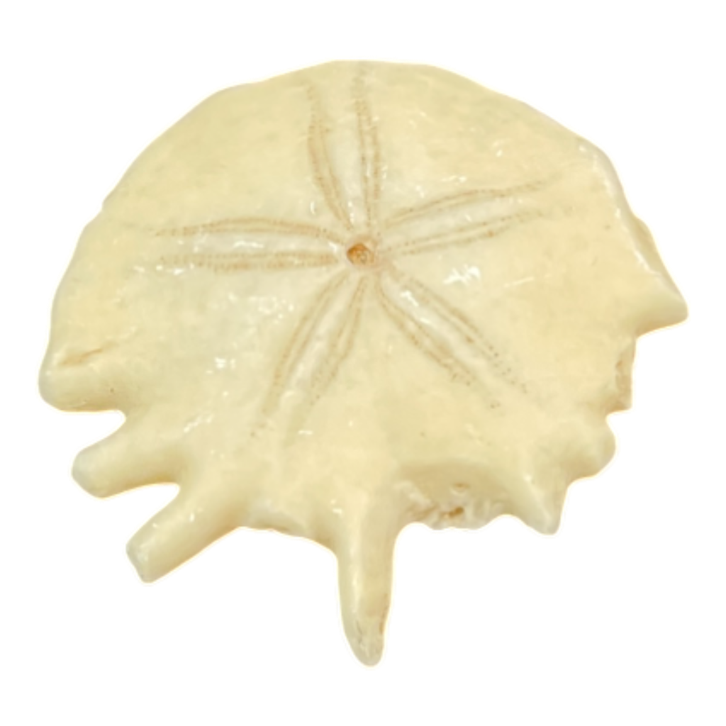 Heliophora orbicularis