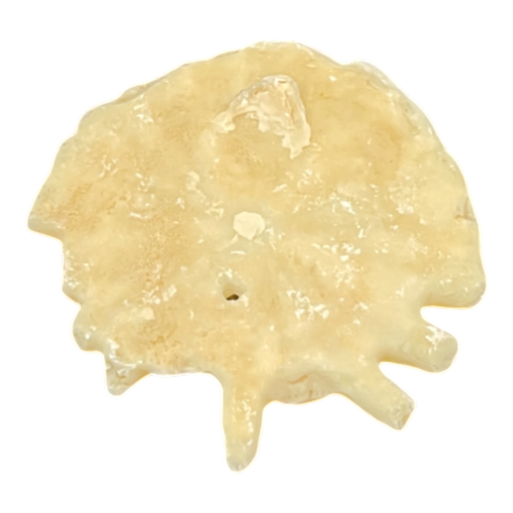 Heliophora orbicularis