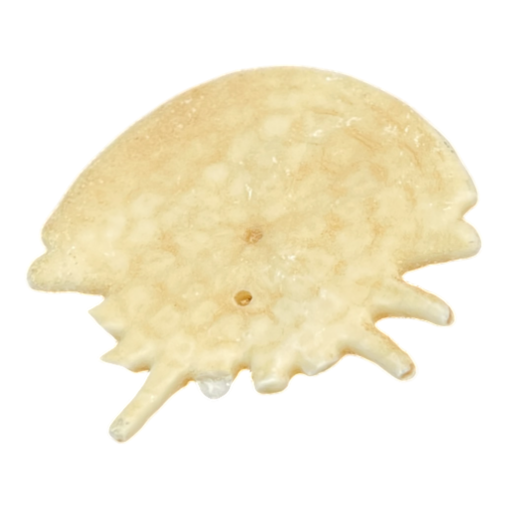 Heliophora orbicularis