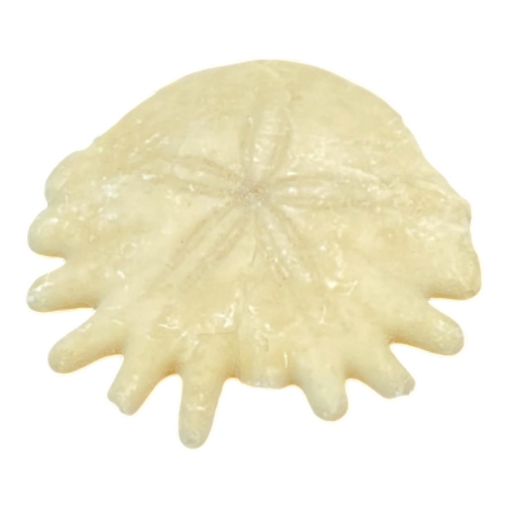 Heliophora orbicularis