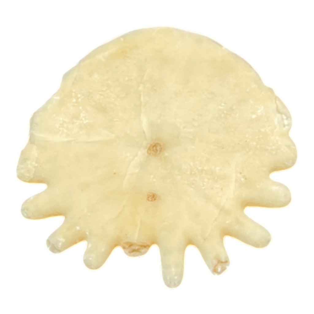 Heliophora orbicularis