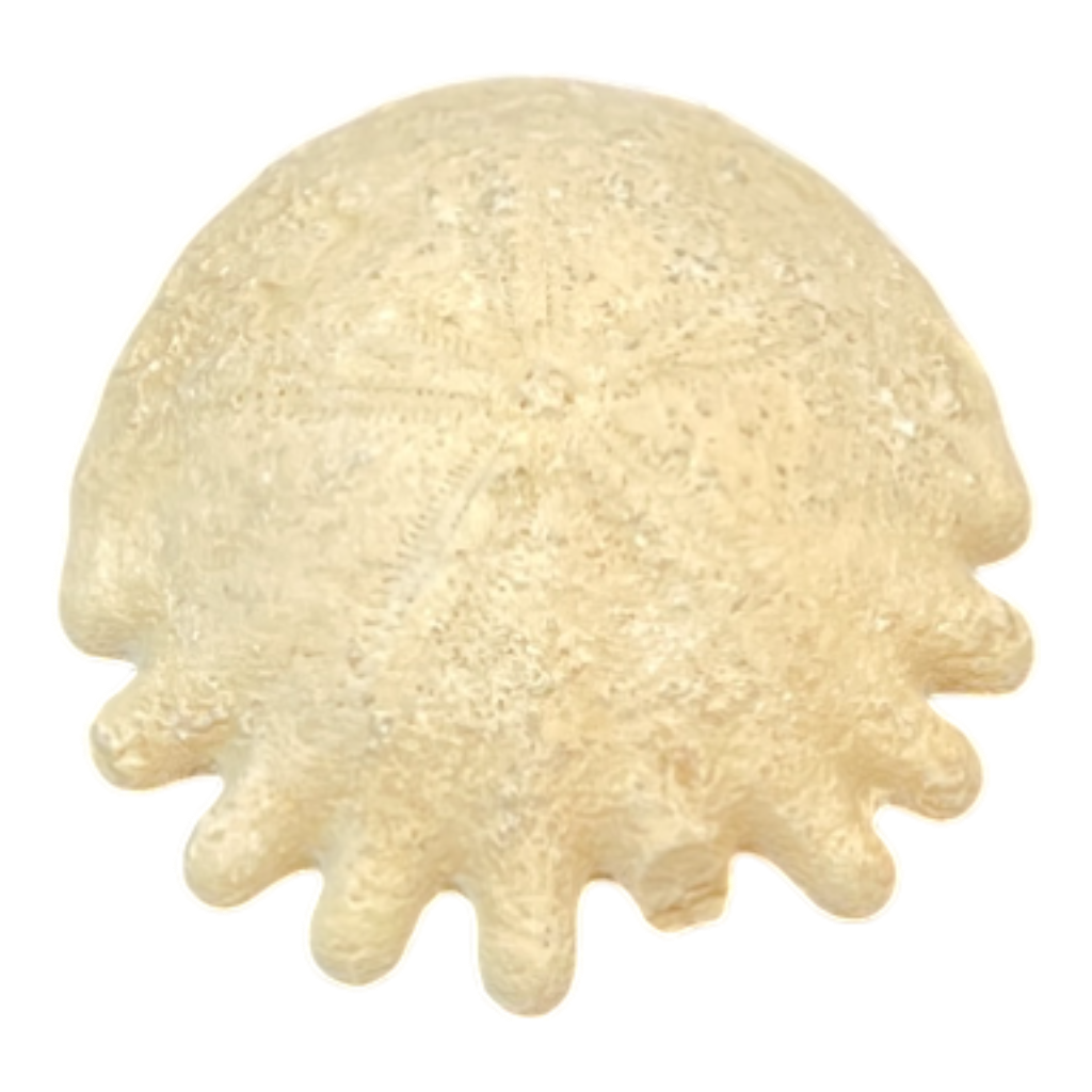 Heliophora orbicularis