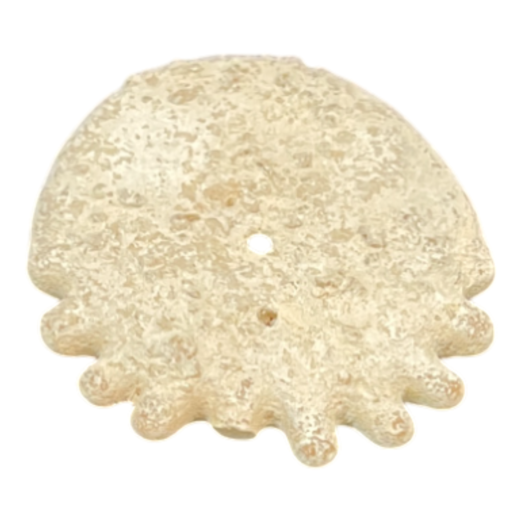Heliophora orbicularis