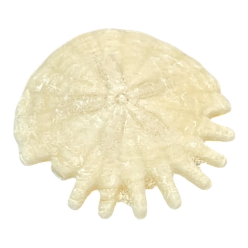 Heliophora orbicularis