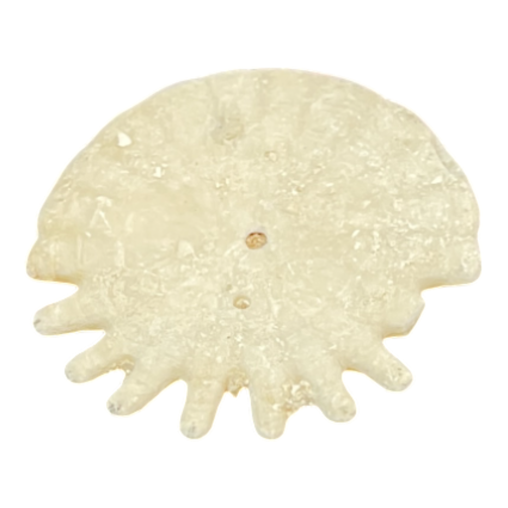 Heliophora orbicularis