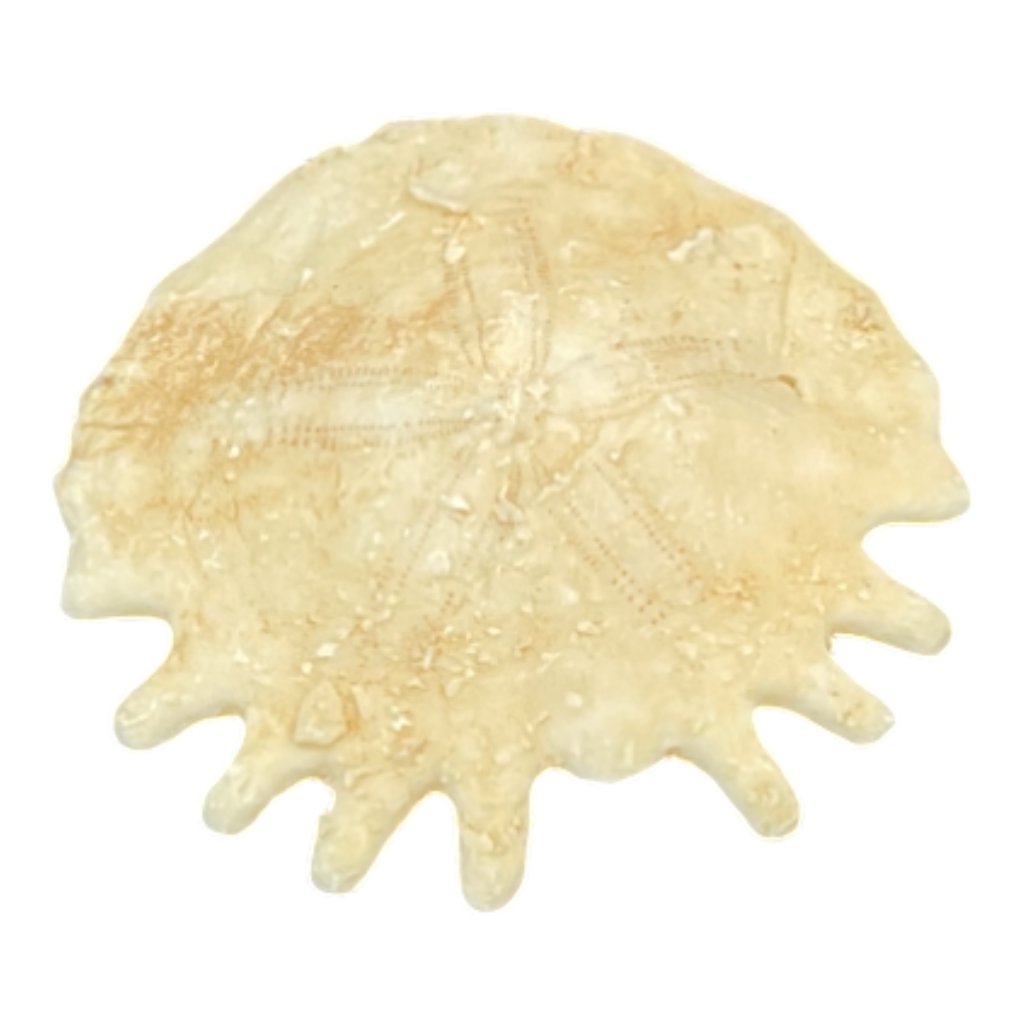 Heliophora orbicularis
