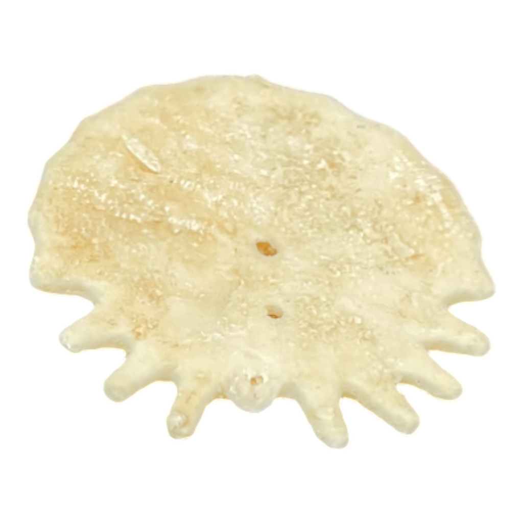 Heliophora orbicularis