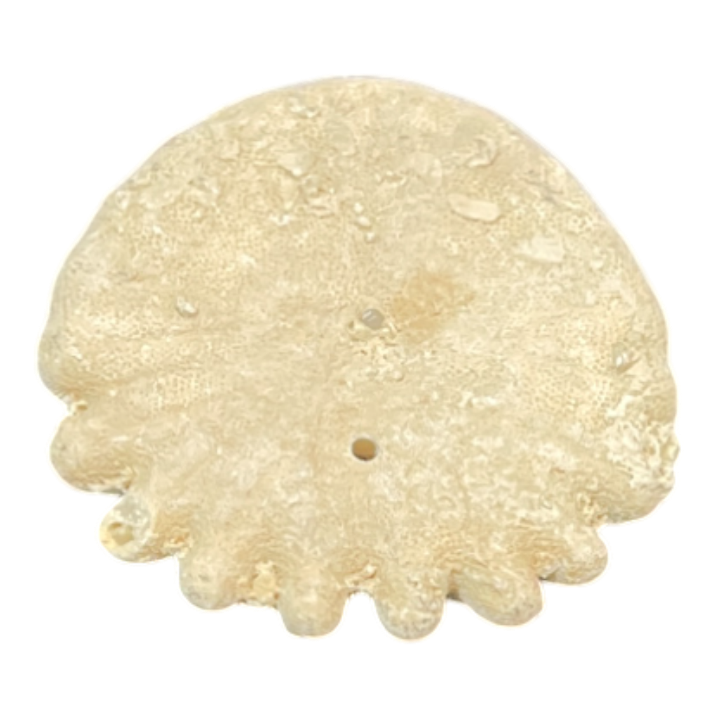 Heliophora orbicularis