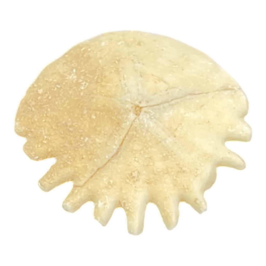 Heliophora orbicularis