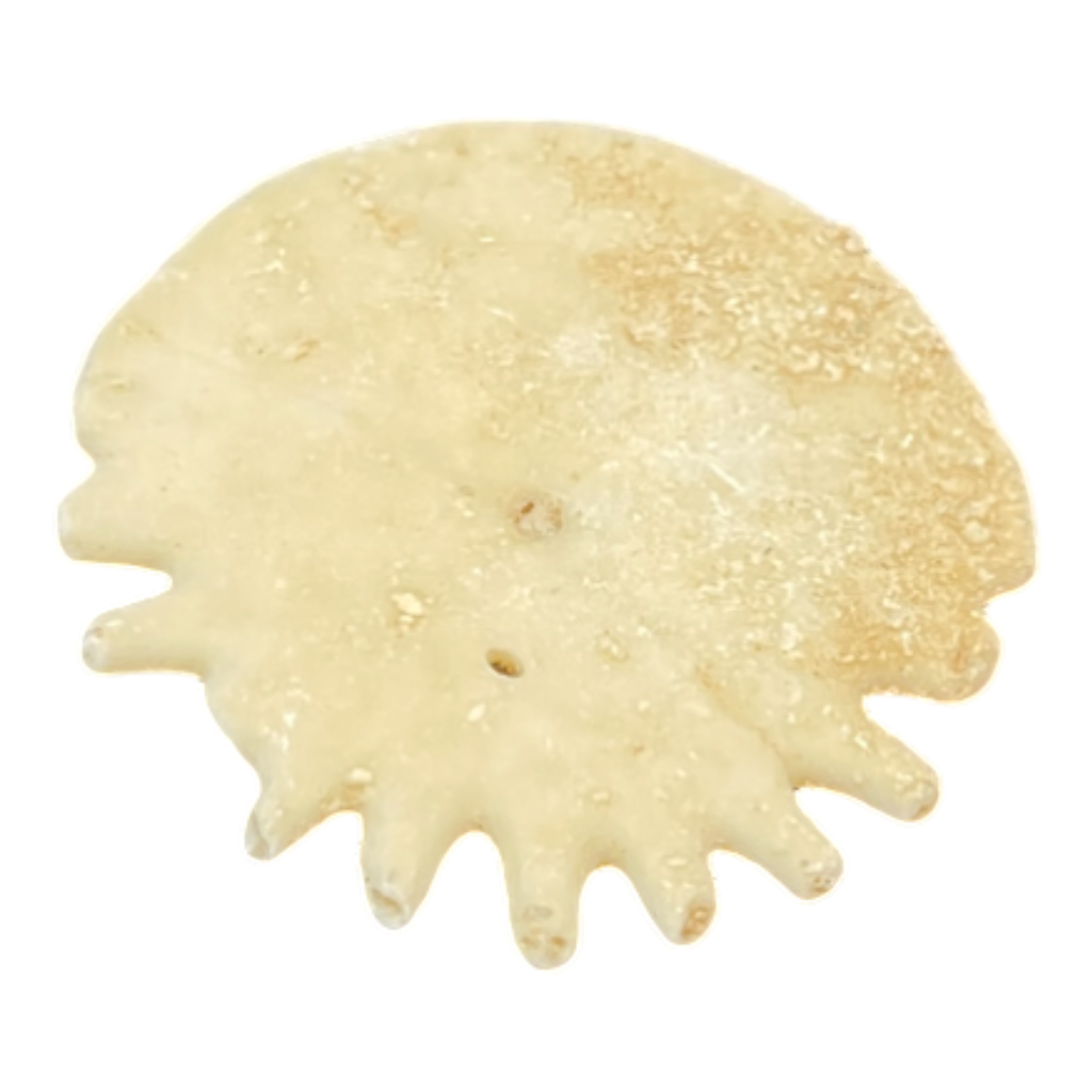 Heliophora orbicularis
