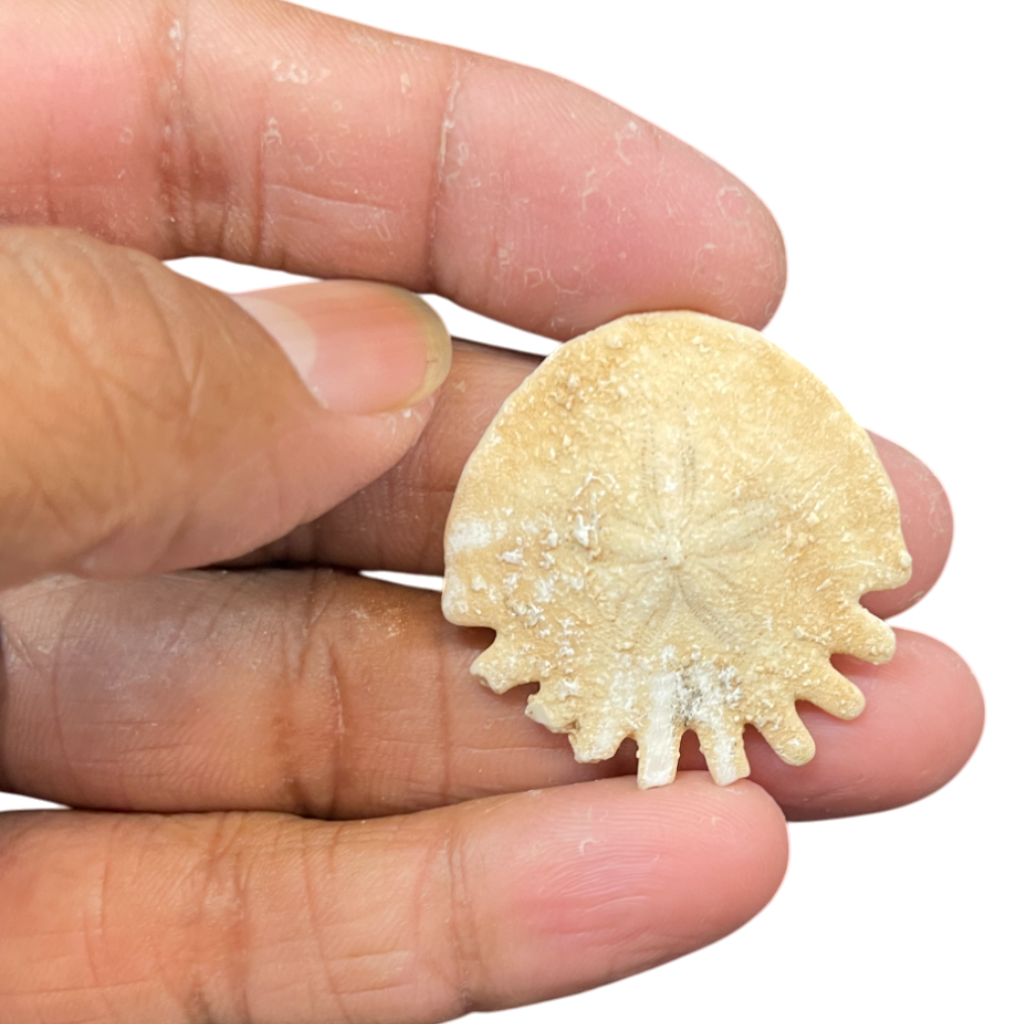 Heliophora orbicularis