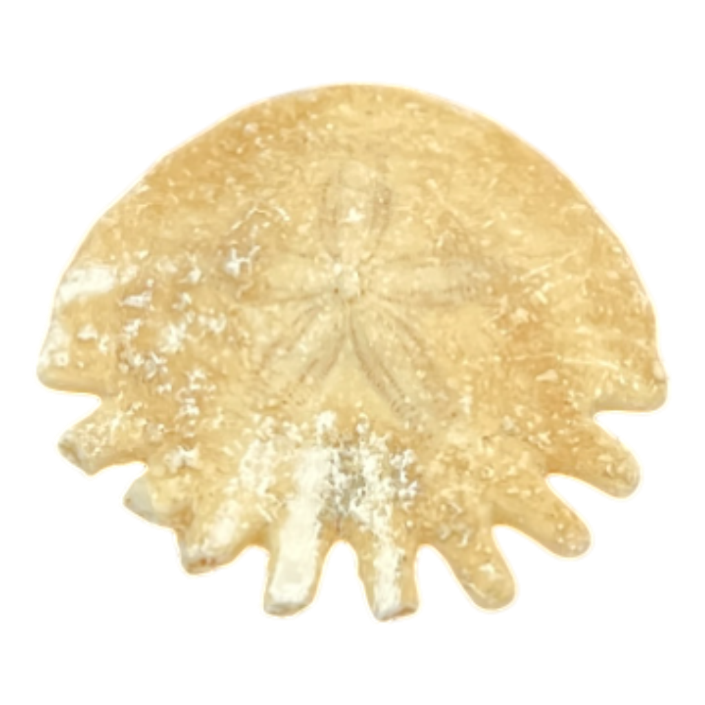 Heliophora orbicularis