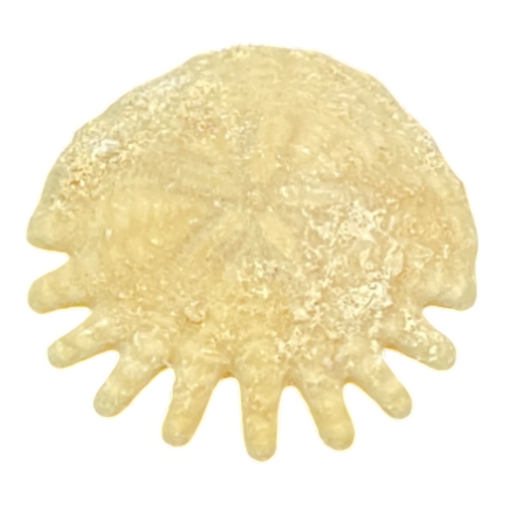 Heliophora orbicularis