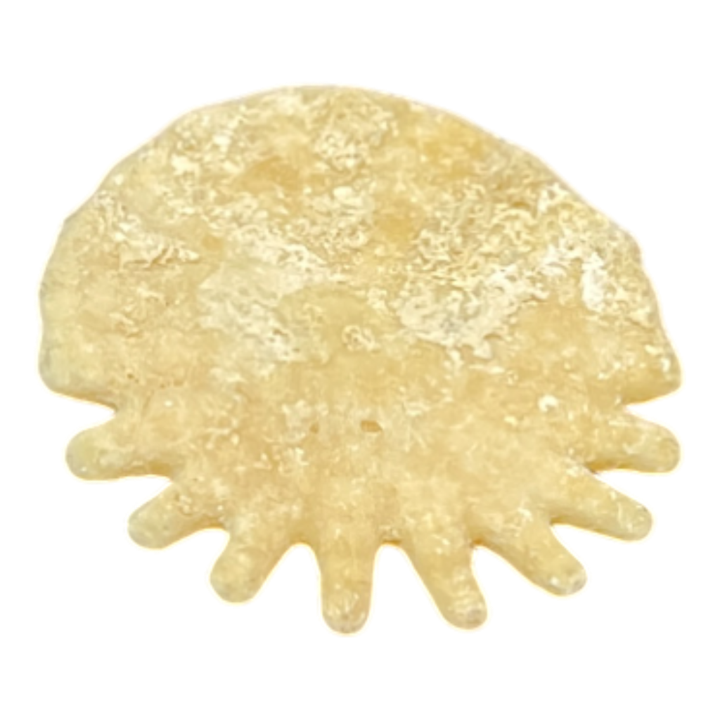 Heliophora orbicularis