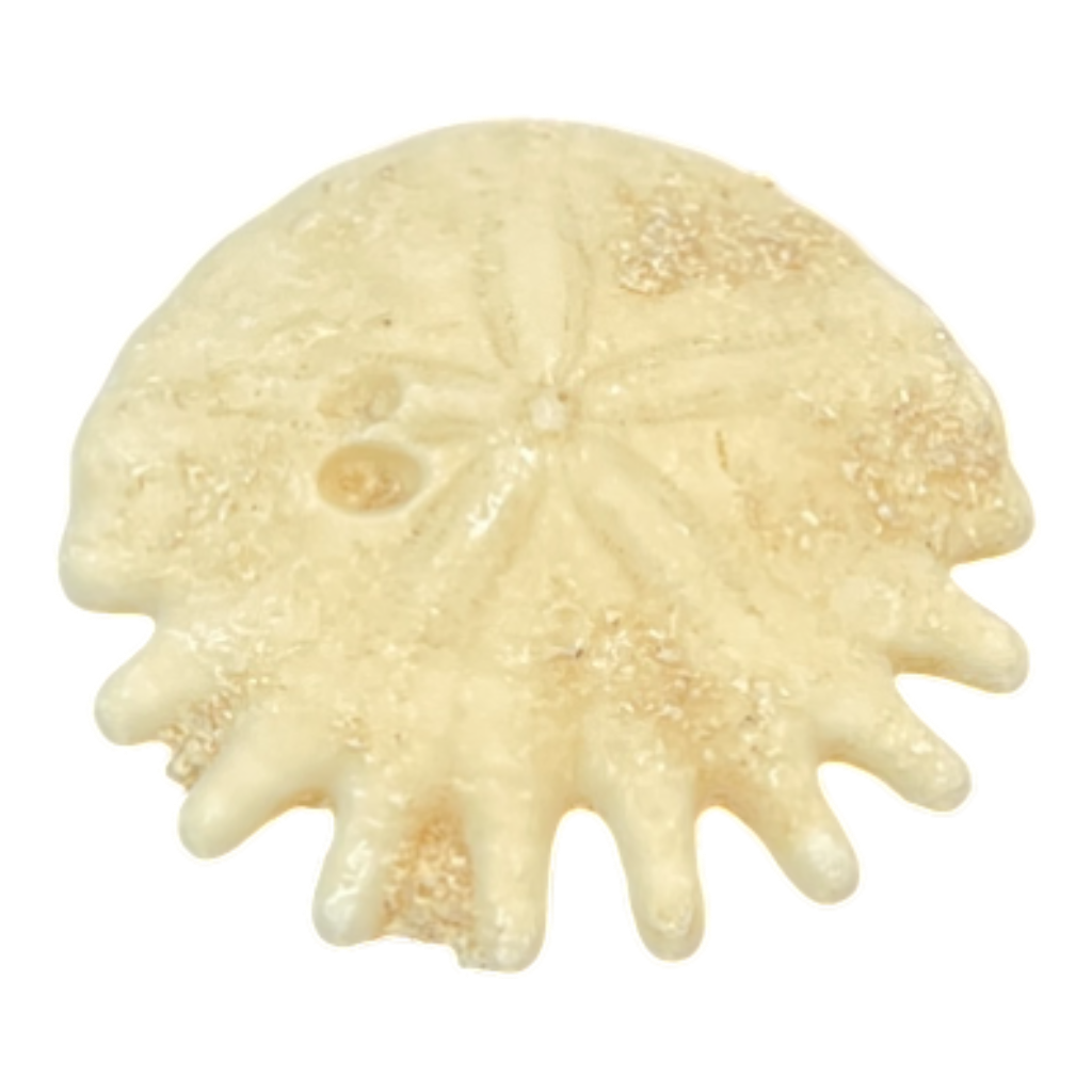 Heliophora orbicularis