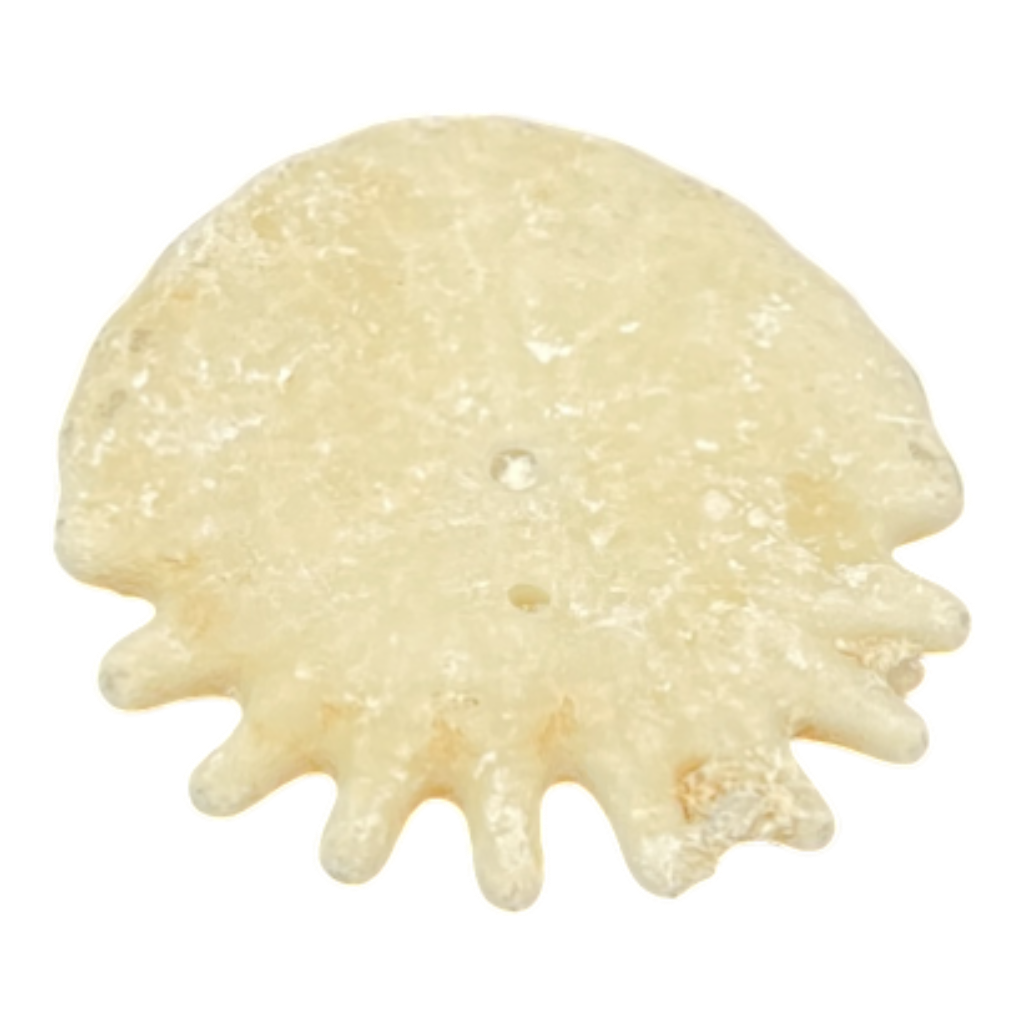 Heliophora orbicularis