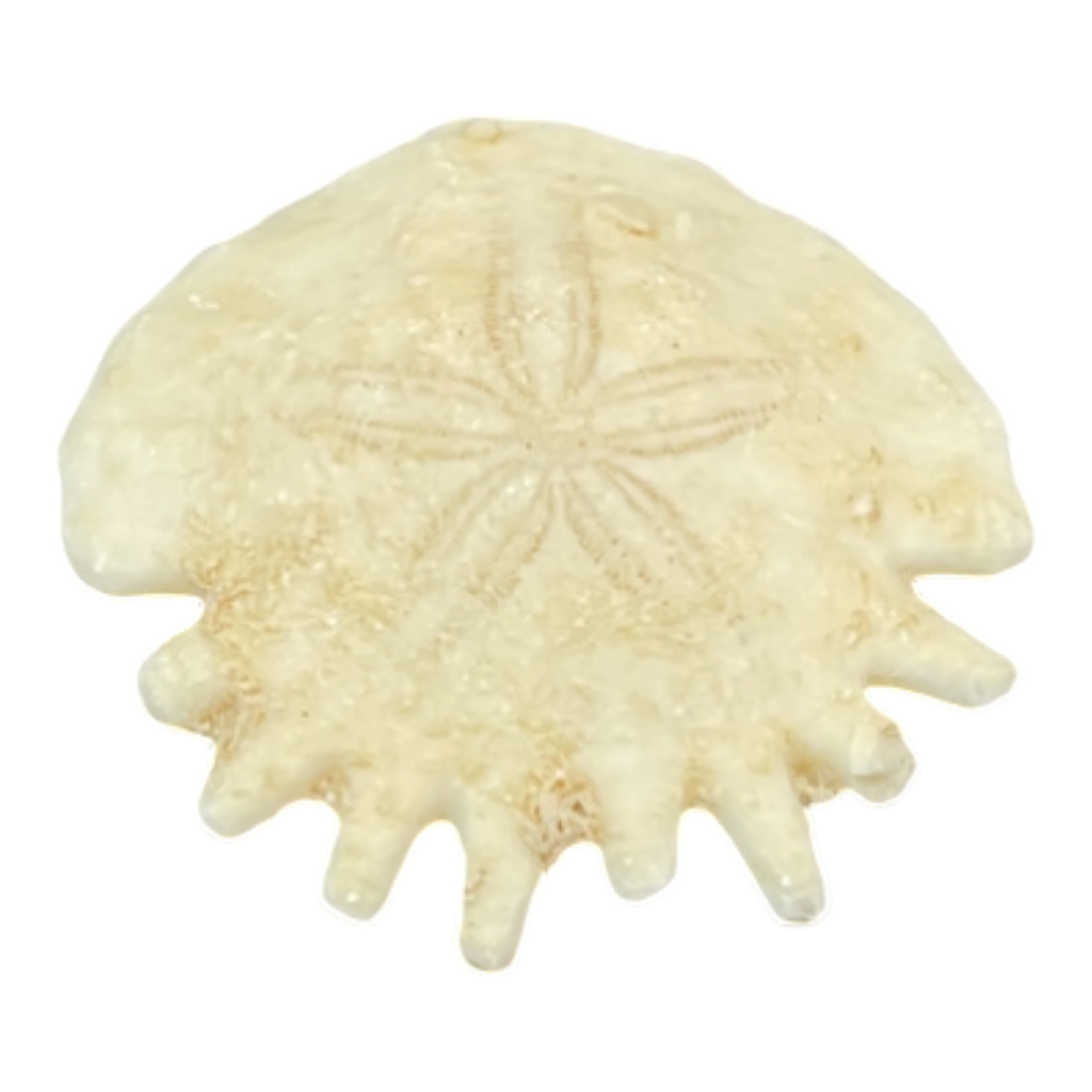 Heliophora orbicularis
