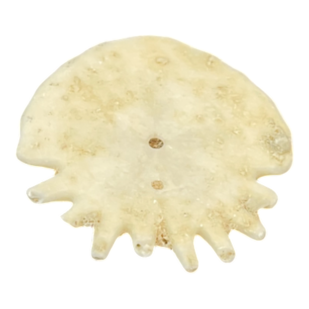Heliophora orbicularis
