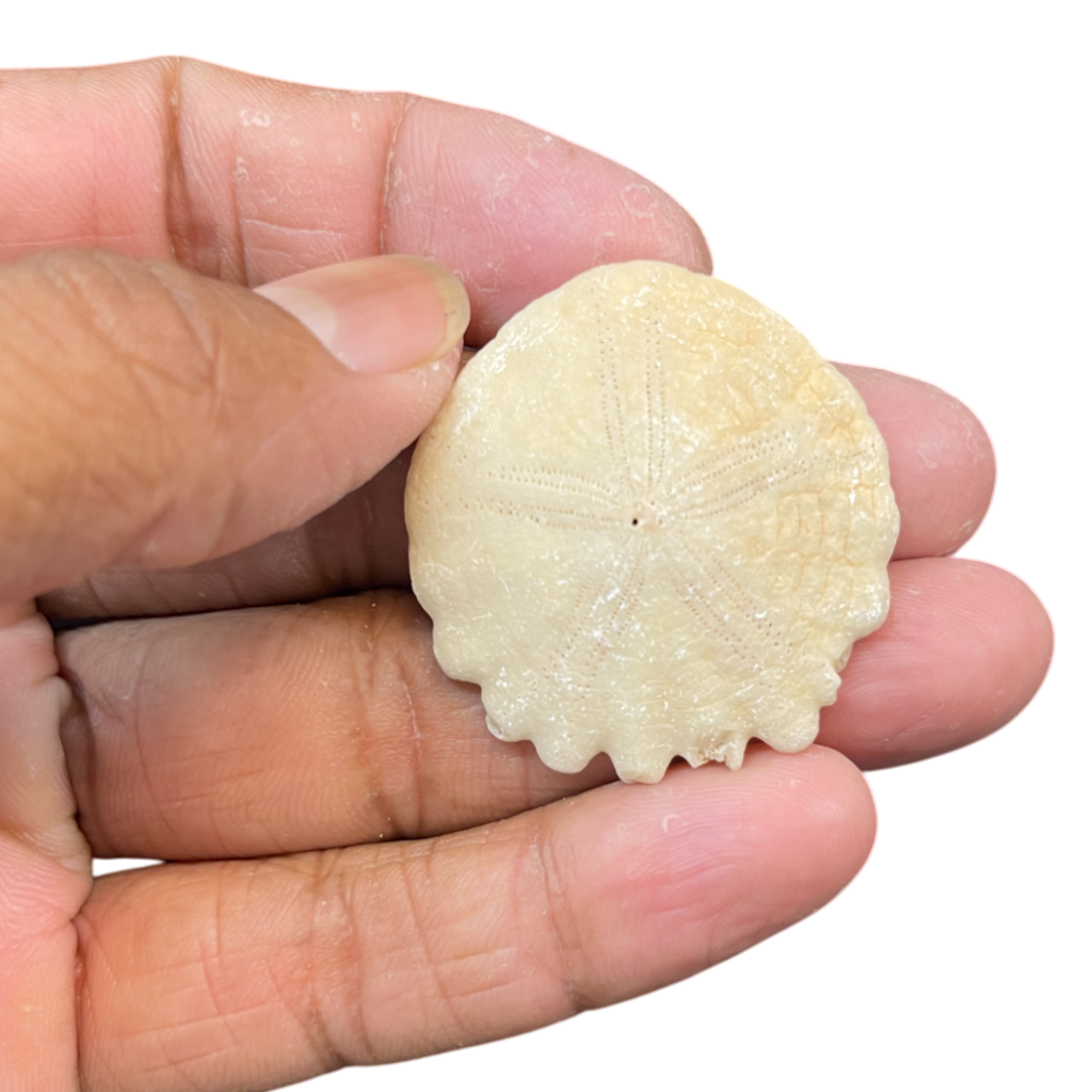Heliophora orbicularis