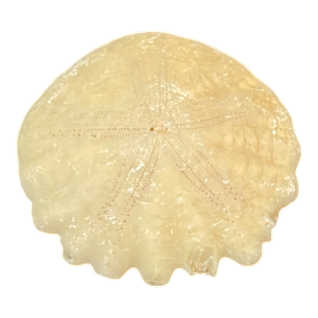 Heliophora orbicularis