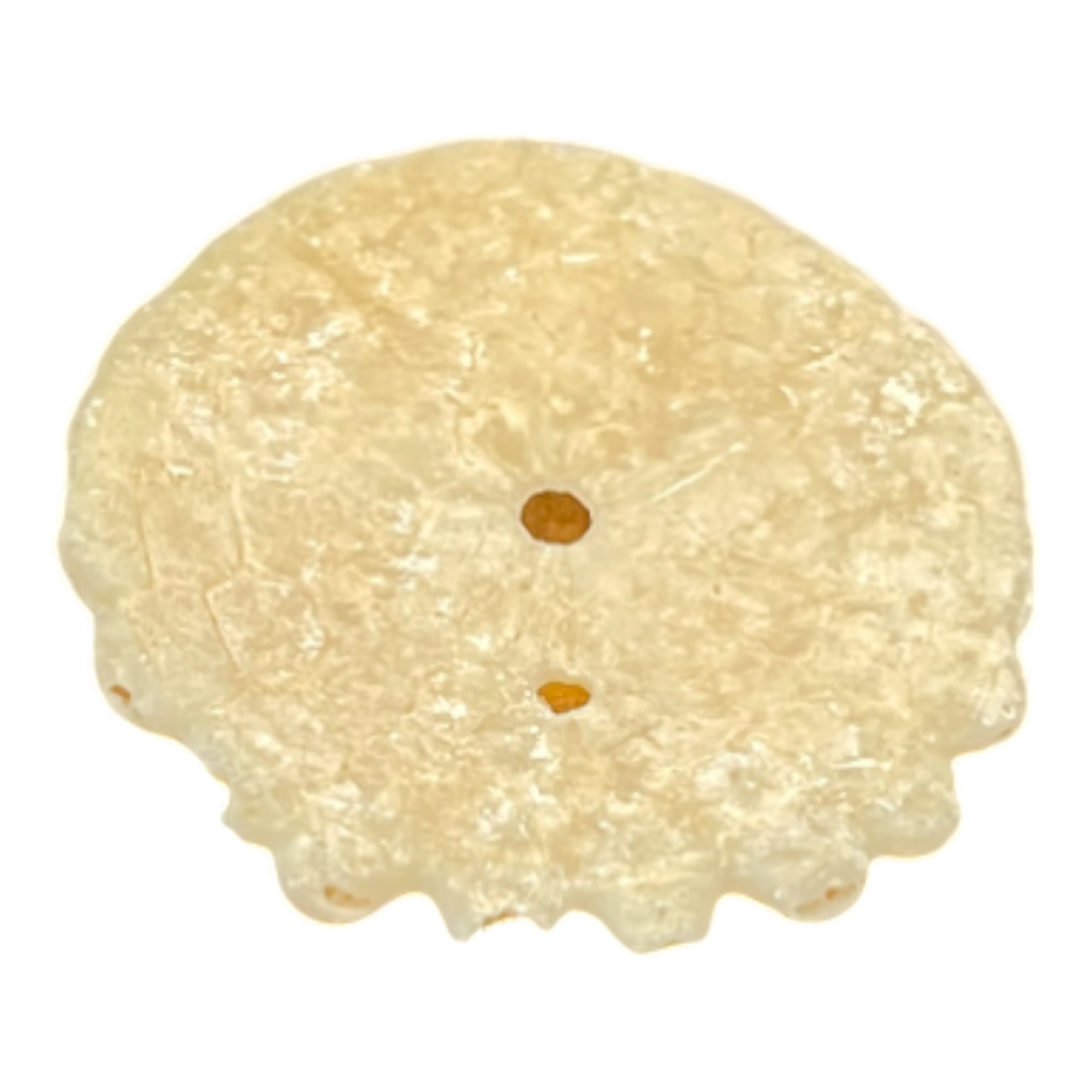 Heliophora orbicularis