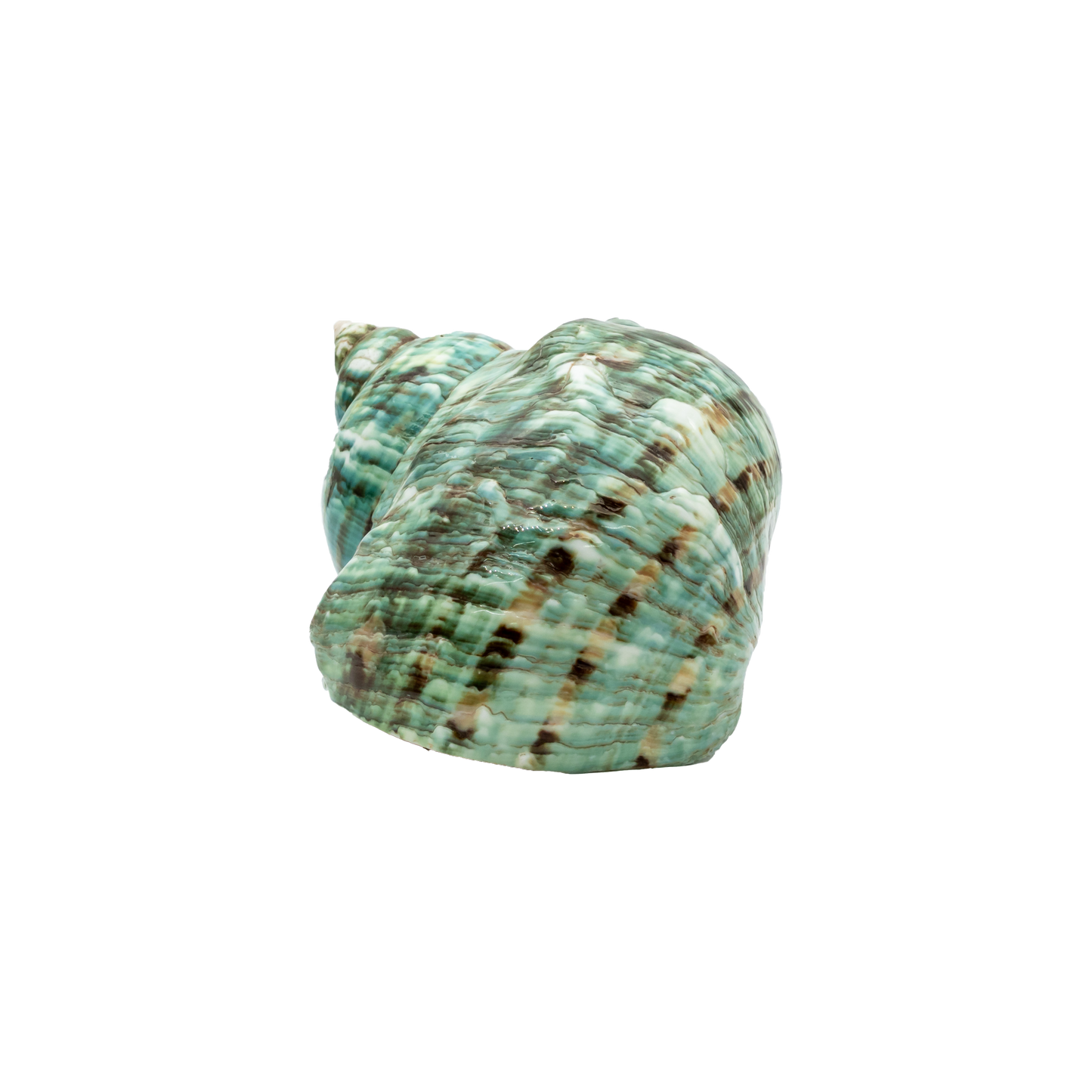 Green Turbo Shell (Turbo marmoratus)