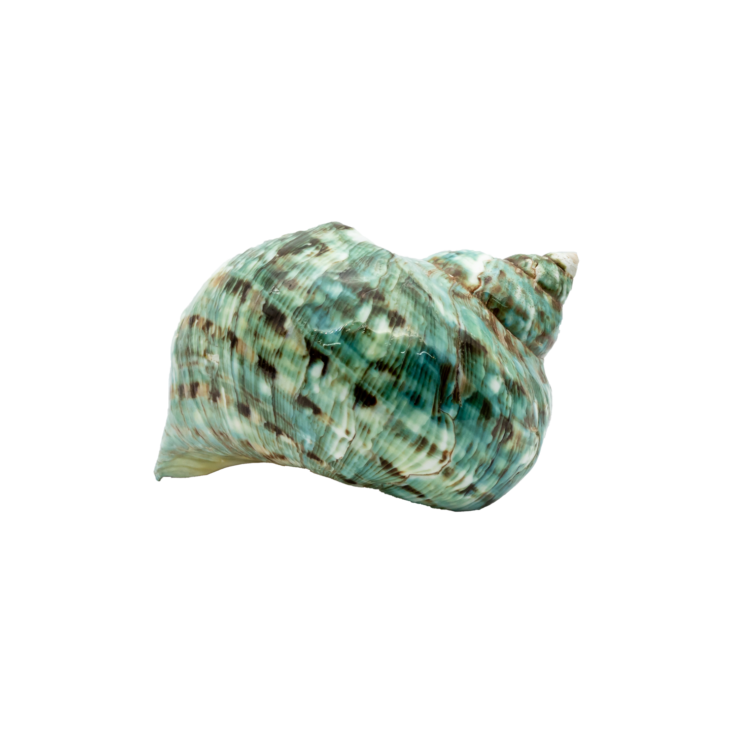Green Turbo Shell (Turbo marmoratus)
