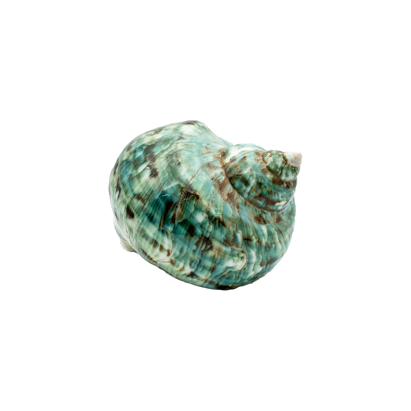Green Turbo Shell (Turbo marmoratus)