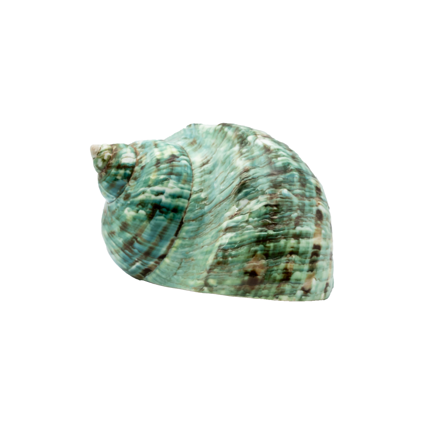 Green Turbo Shell (Turbo marmoratus)