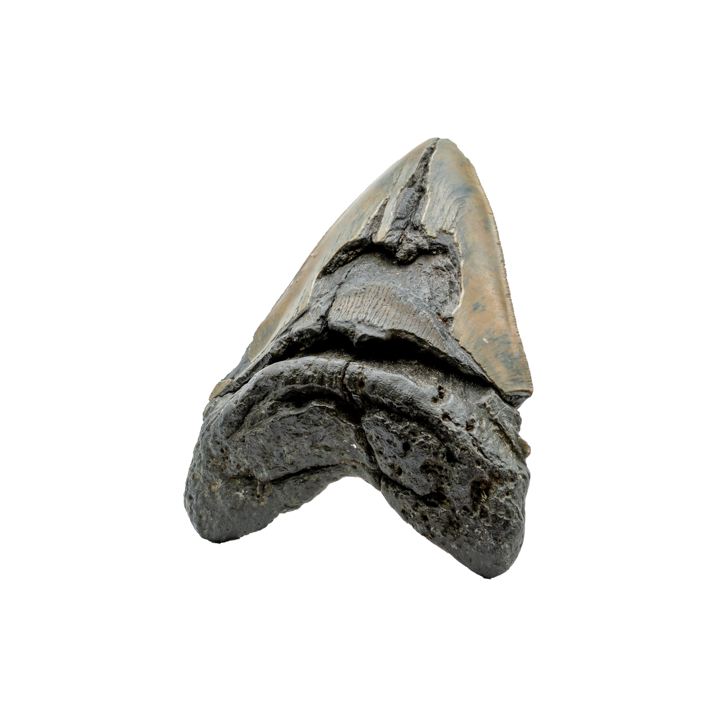 Megalodon Shark Tooth