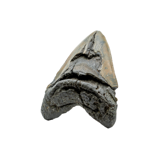 Megalodon Shark Tooth Fossil