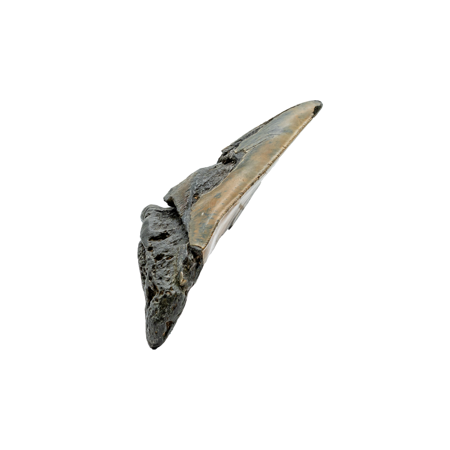 Megalodon Shark Tooth