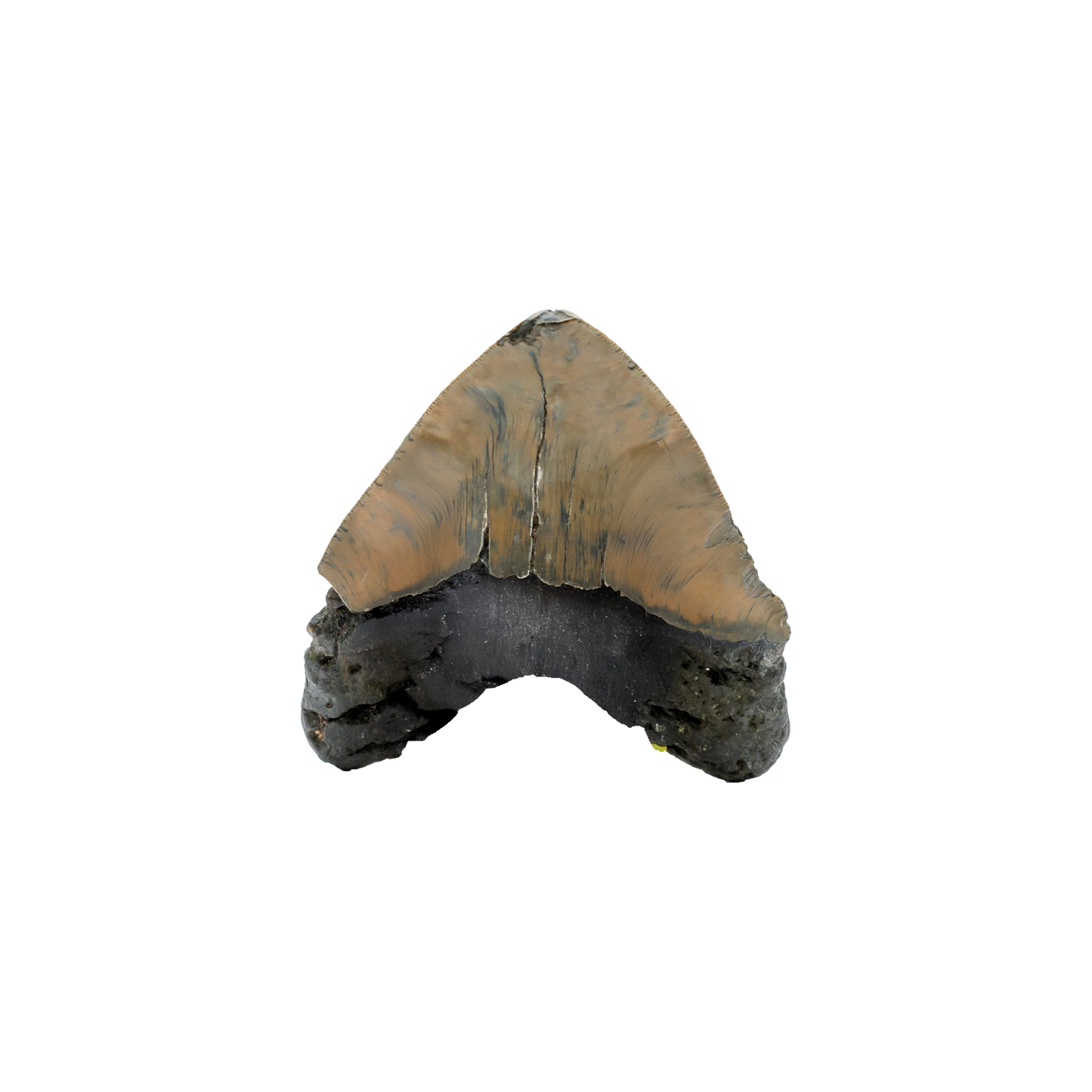 Megalodon Shark Tooth