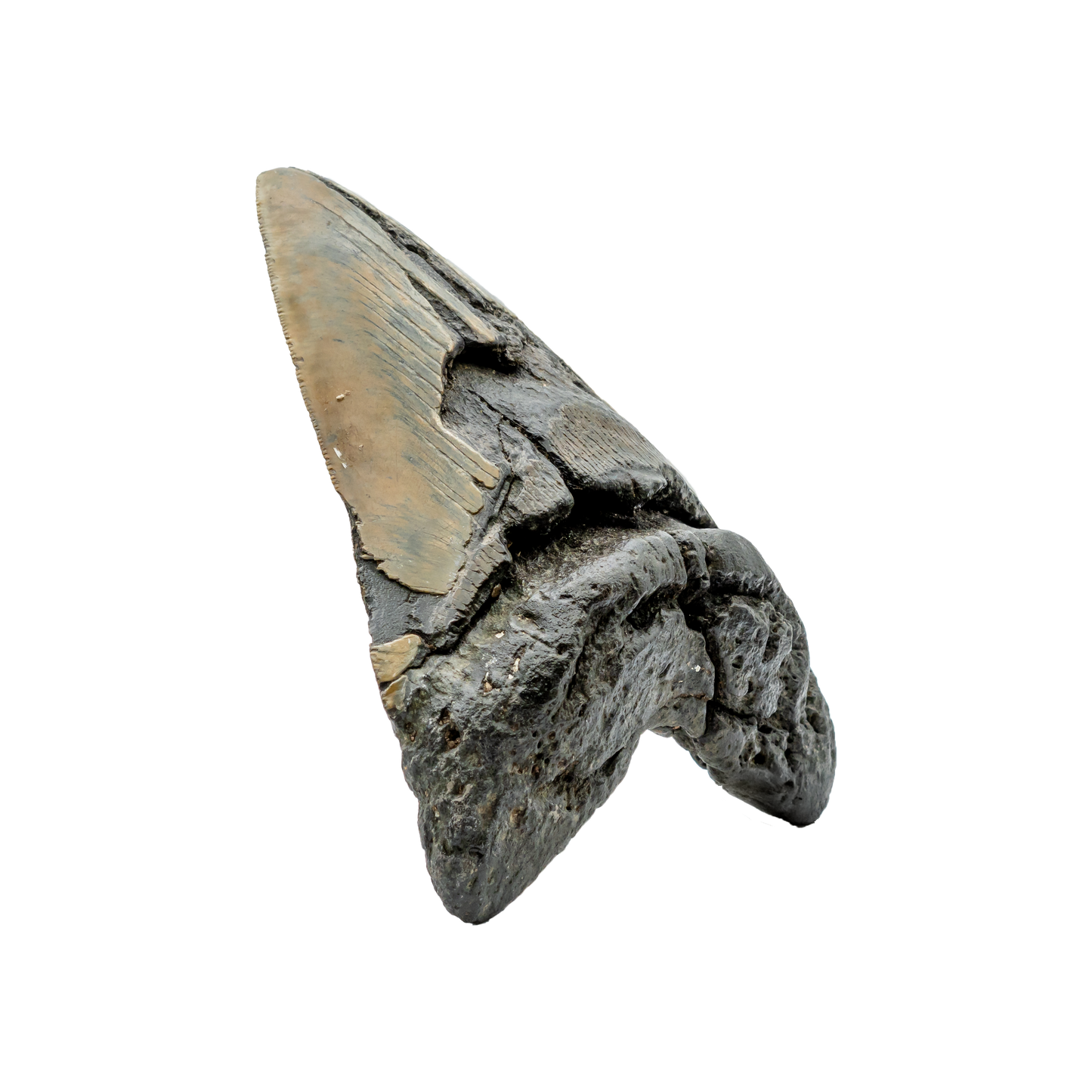 Megalodon Shark Tooth