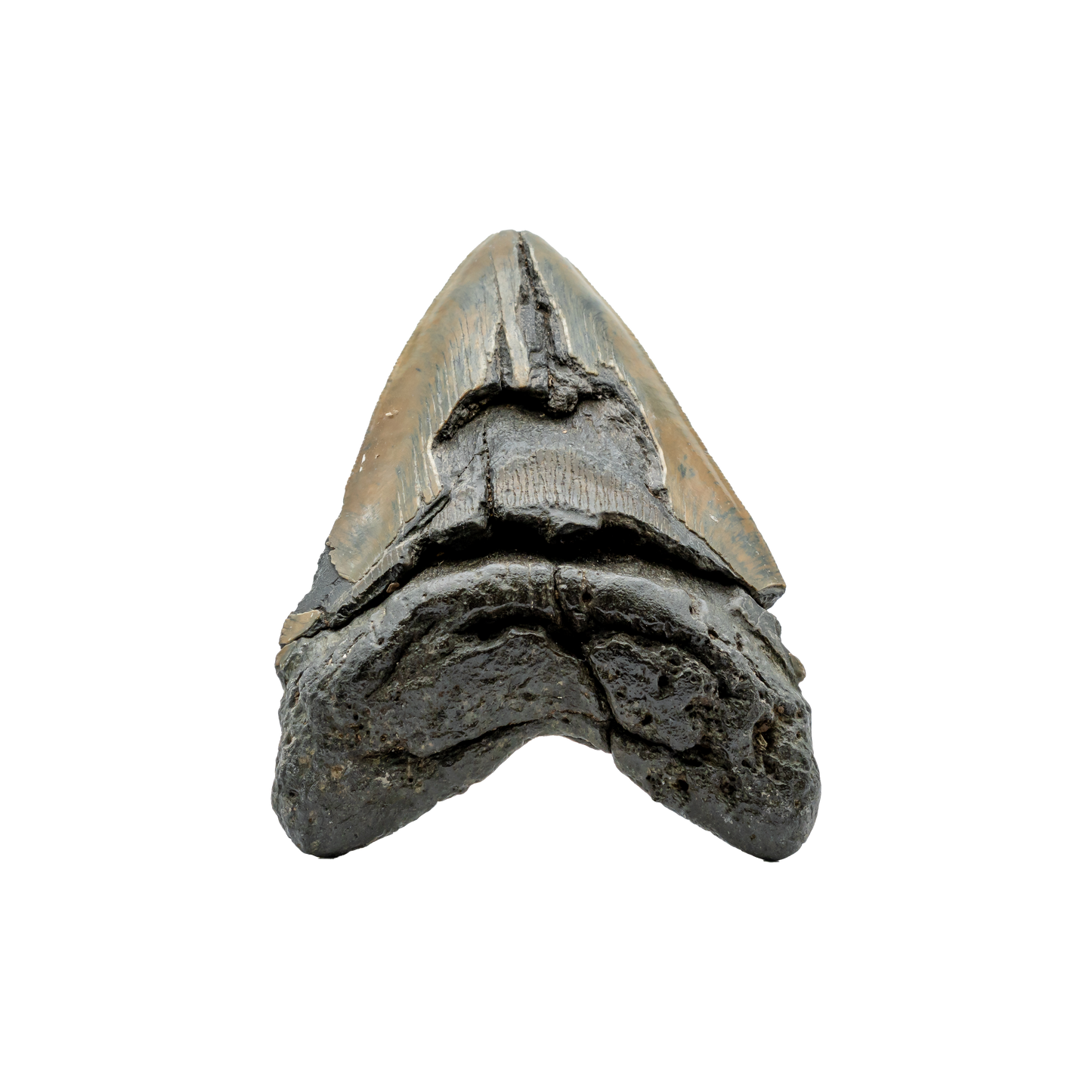 Megalodon Shark Tooth
